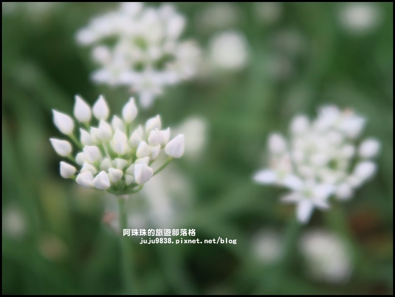 大溪韭菜花季24.JPG