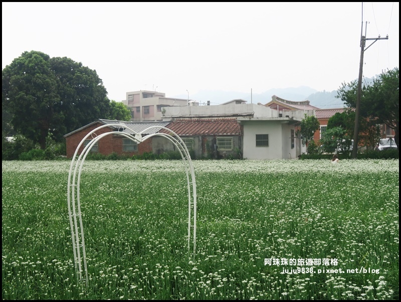 大溪韭菜花季32.JPG