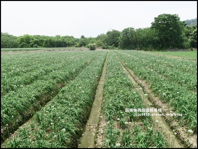 大溪韭菜花季6.JPG