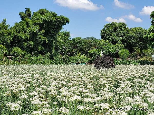 韭是愛你-陳五常宗祠 (3).jpg