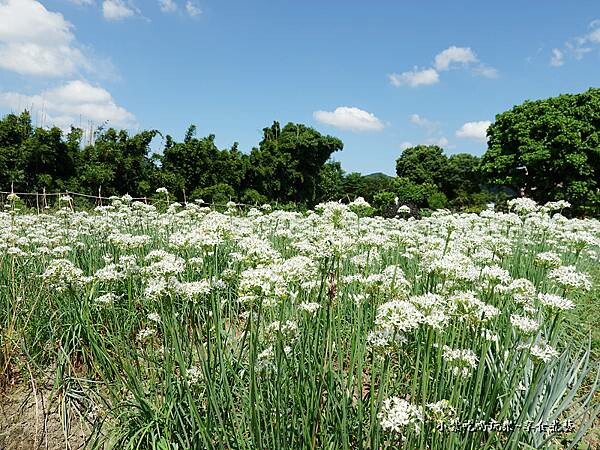 韭是愛你-陳五常宗祠 (5).jpg