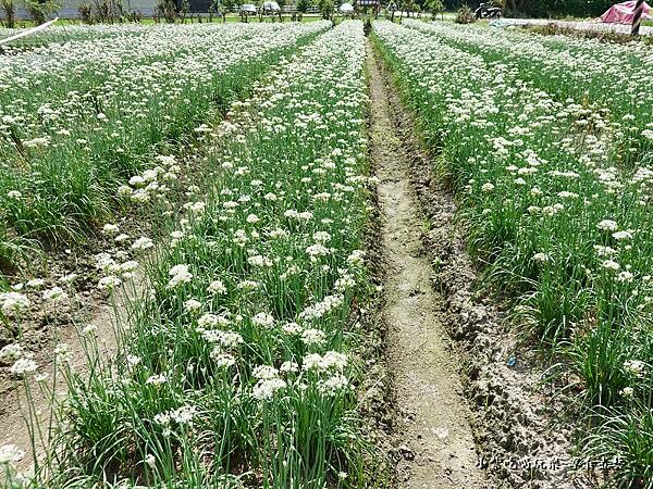 2022中秋九月拍照花田 (1).jpg