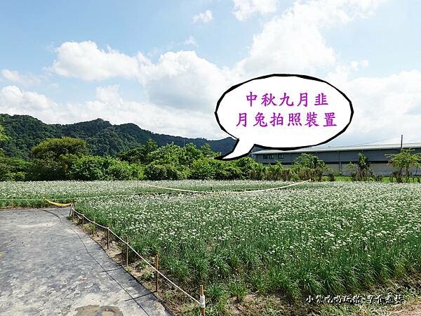 2022中秋九月拍照花田 (3).jpg