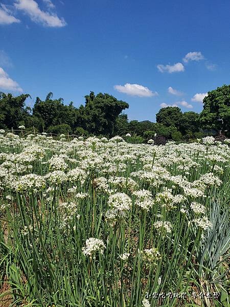 韭是愛你-陳五常宗祠 (2).jpg