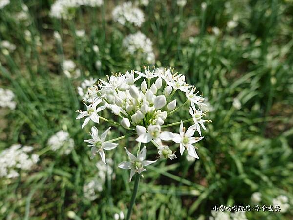 2022大溪韭菜花 (8).jpg