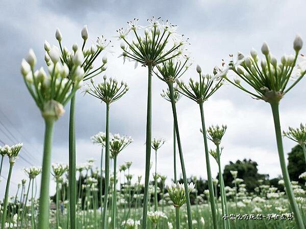 2022大溪韭菜花 (12).jpg