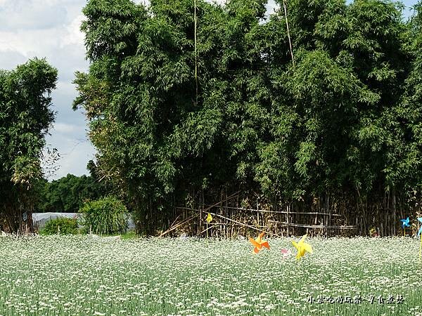 2022風車花田區-大溪 (2).jpg