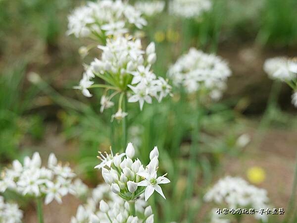 2022大溪韭菜花 (11).jpg