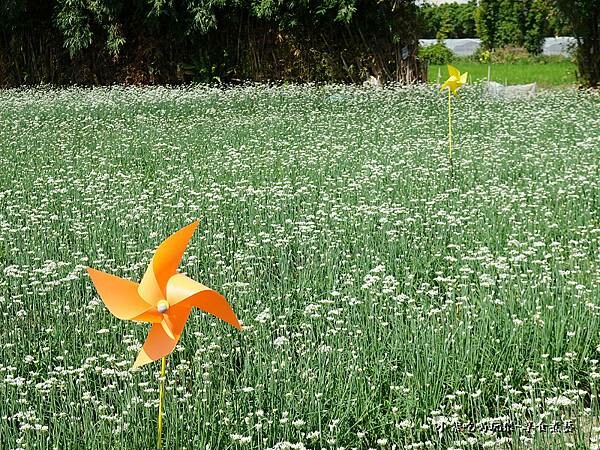 2022風車花田區-大溪 (5).jpg