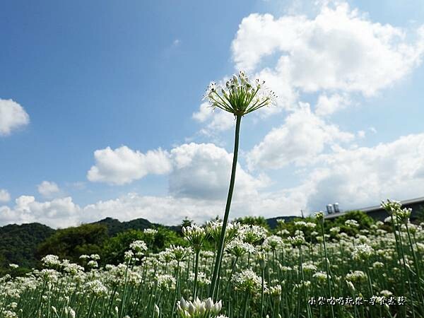 2022大溪韭菜花 (9).jpg