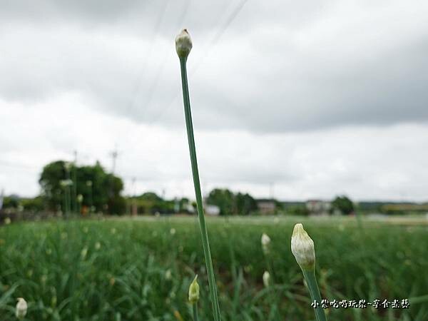 2022大溪韭菜花 (10).jpg