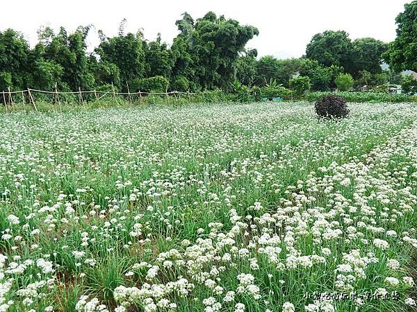 韭是愛你-陳五常宗祠 (1).jpg