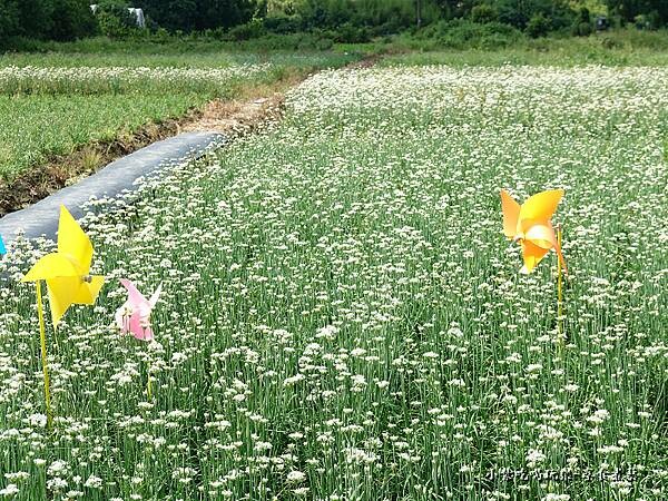 2022風車花田區-大溪 (4).jpg