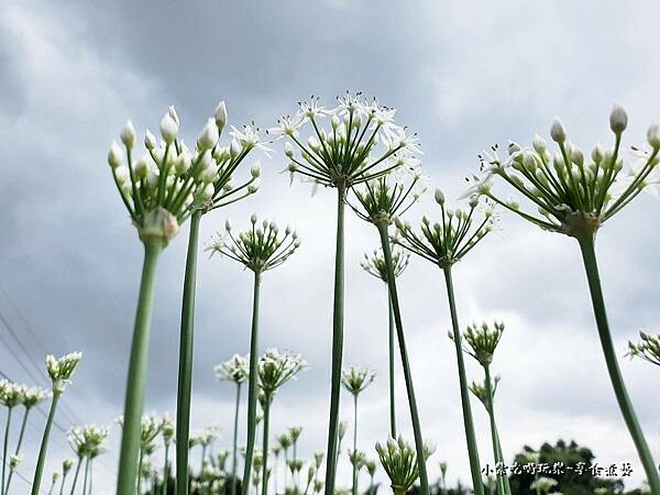 2022大溪韭菜花 (4).jpg