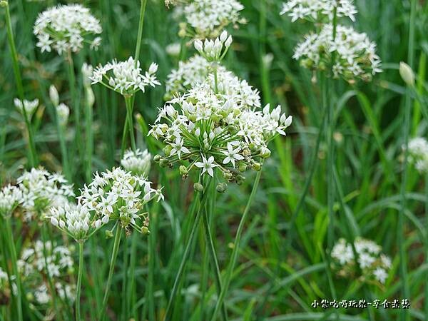 2022大溪韭菜花 (1).jpg