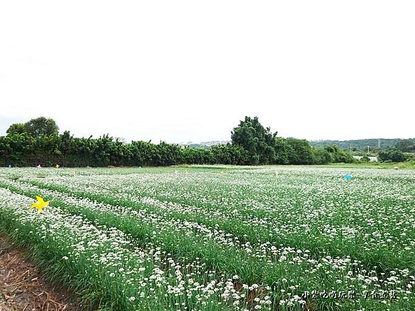 2022風車韭菜花田 (1).jpg