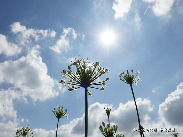 2022大溪韭菜花 (7).jpg