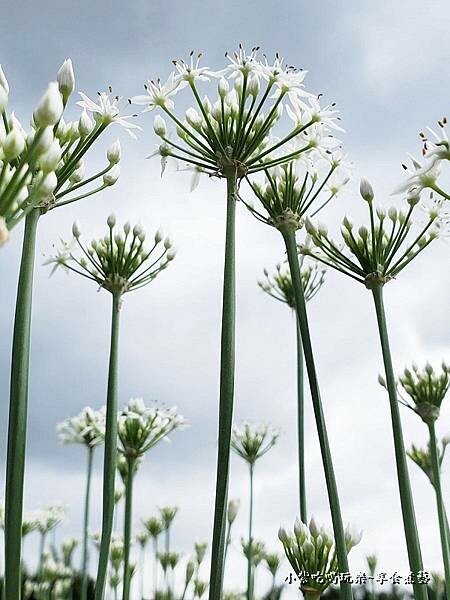 2022大溪韭菜花 (3).jpg