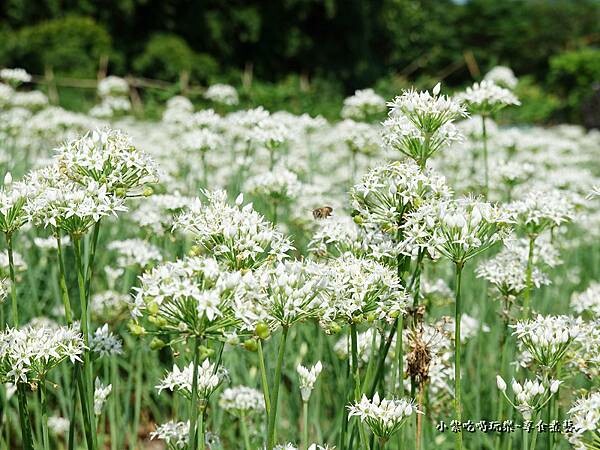 2022大溪韭菜花 (6).jpg