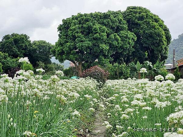 韭是愛你-陳五常宗祠 (6).jpg