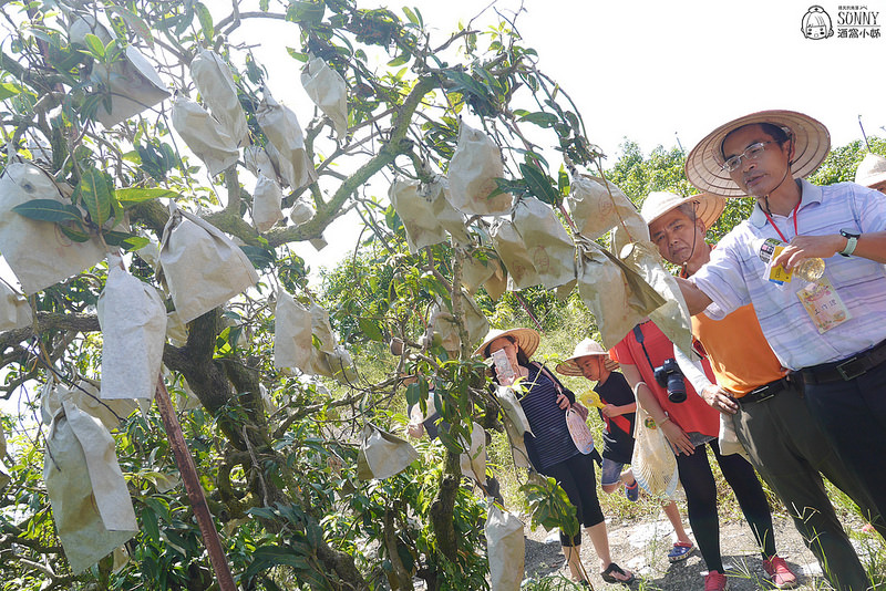 2017|酒窩小姊台南玉井芒果小旅行