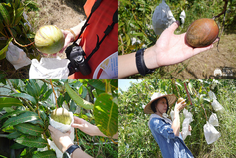 2017|酒窩小姊台南玉井芒果小旅行