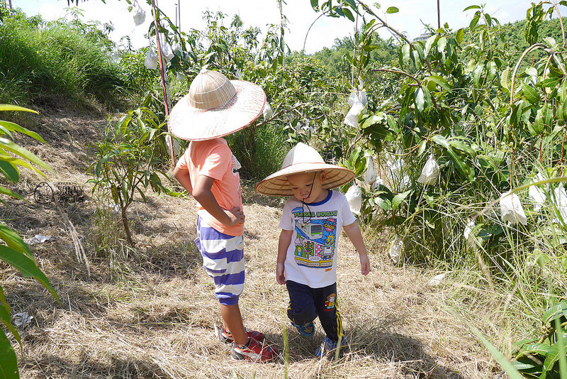 2017|酒窩小姊台南玉井芒果小旅行