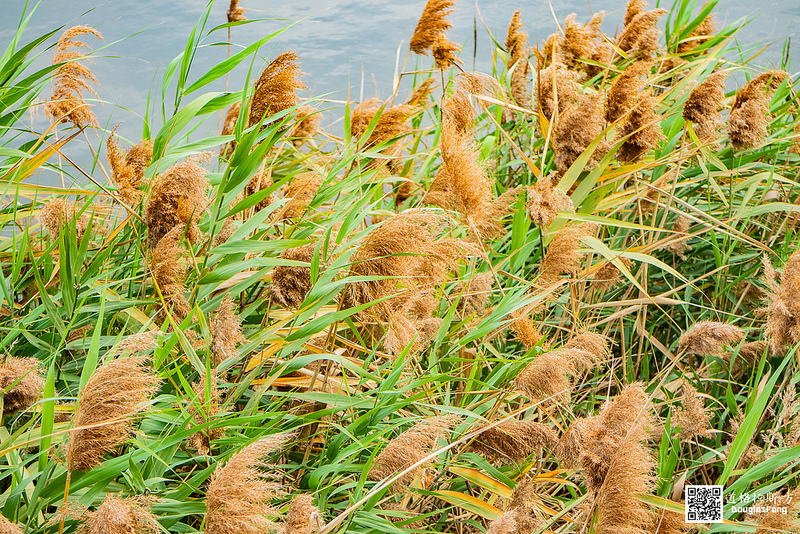 【遊記】雲林口湖宜梧滯洪池 (8)