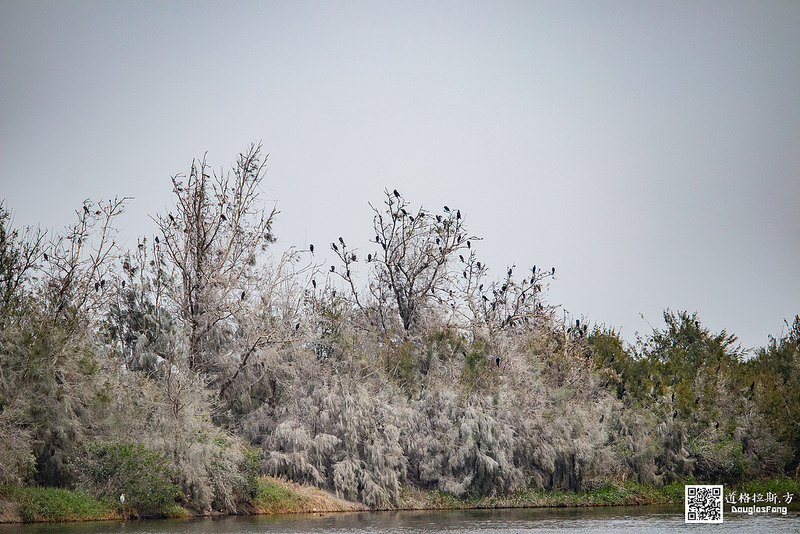 【遊記】雲林口湖宜梧滯洪池 (11)