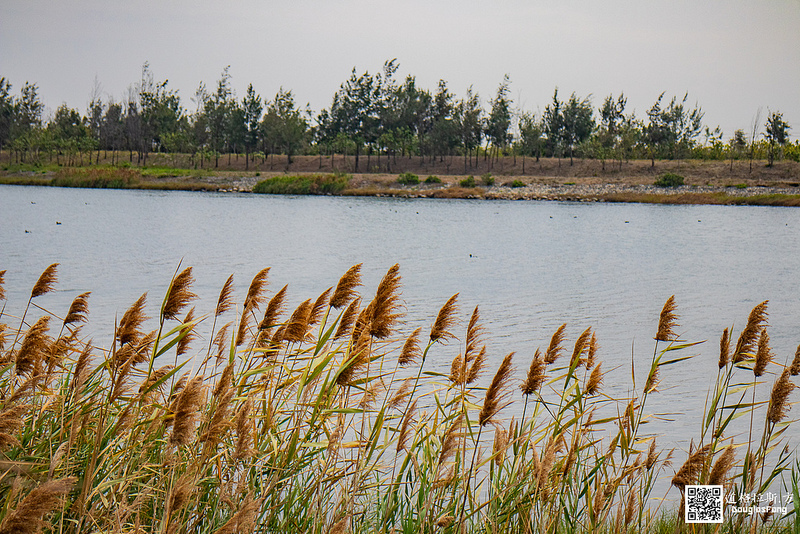 【遊記】雲林口湖宜梧滯洪池 (34)