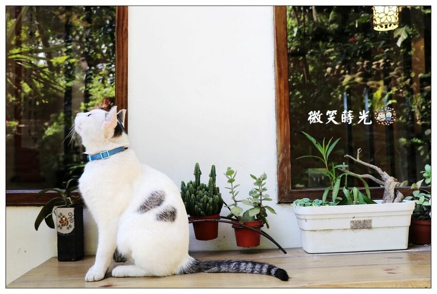 來這裡要先唱首國旗歌才能吃米干.鋪天蓋地的青天白日滿地紅國旗超有特色.異國風銅板小吃.中壢米干專賣店推