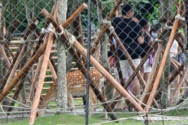 【宜蘭/冬山】斑比山丘