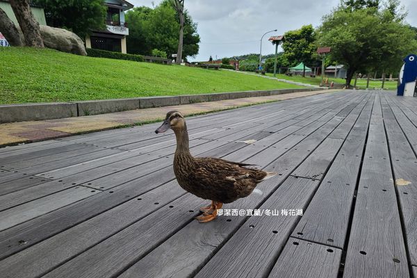 【宜蘭/冬山】梅花湖