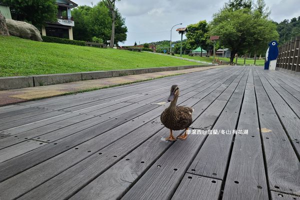 【宜蘭/冬山】梅花湖