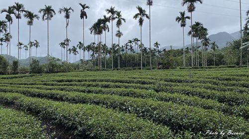 1010 1-坪林一日遊22.jpg