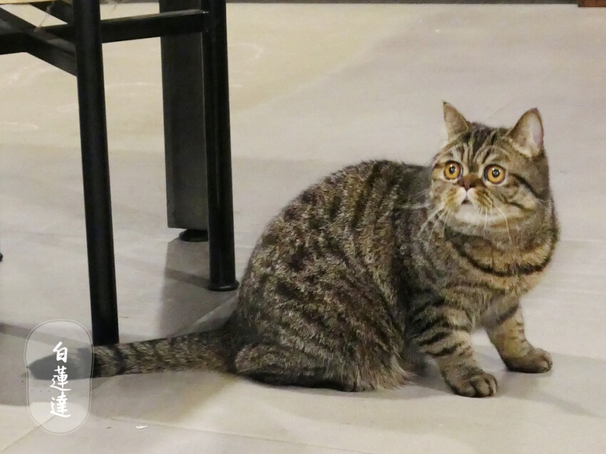 大台北早午餐/下午茶/咖啡廳懶人包（2021/7/29更新，累計75間）