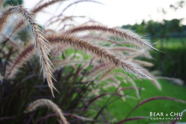 黃金梯田露營地:【露營場地推薦】苗栗銅鑼黃金梯田露營區・熊寶露營預備備場勘