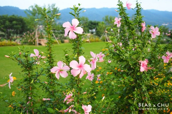 黃金梯田露營地:【露營場地推薦】苗栗銅鑼黃金梯田露營區・熊寶露營預備備場勘