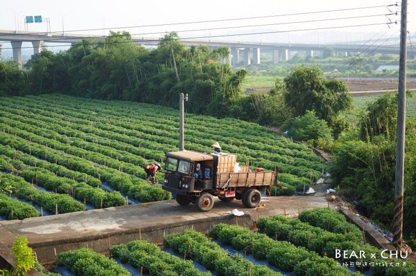 黃金梯田露營地:【露營場地推薦】苗栗銅鑼黃金梯田露營區・熊寶露營預備備場勘