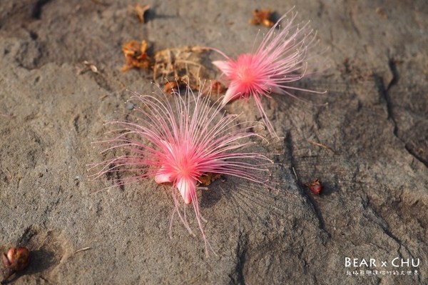 黃金梯田露營地:【露營場地推薦】苗栗銅鑼黃金梯田露營區・熊寶露營預備備場勘