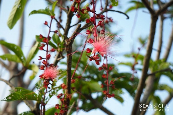 黃金梯田露營地:【露營場地推薦】苗栗銅鑼黃金梯田露營區・熊寶露營預備備場勘