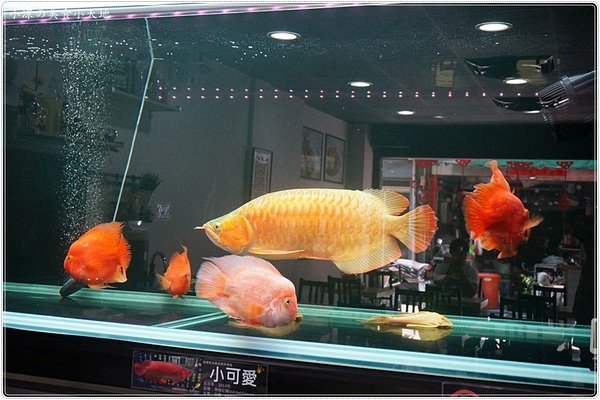 咖哩魚夫 Arowana Curry： 台中西屯』咖哩魚夫║逢甲夜市巷弄美食，手作濃郁炸物咖哩系列，味噌湯、紅茶無限暢飲(每日特餐9折 外帶五份以上9折)