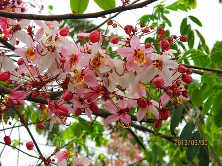 IMG_7078 (600x450) IMG_7078 (600x450)