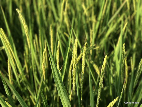 IMG_1677.JPG IMG_1677.JPG