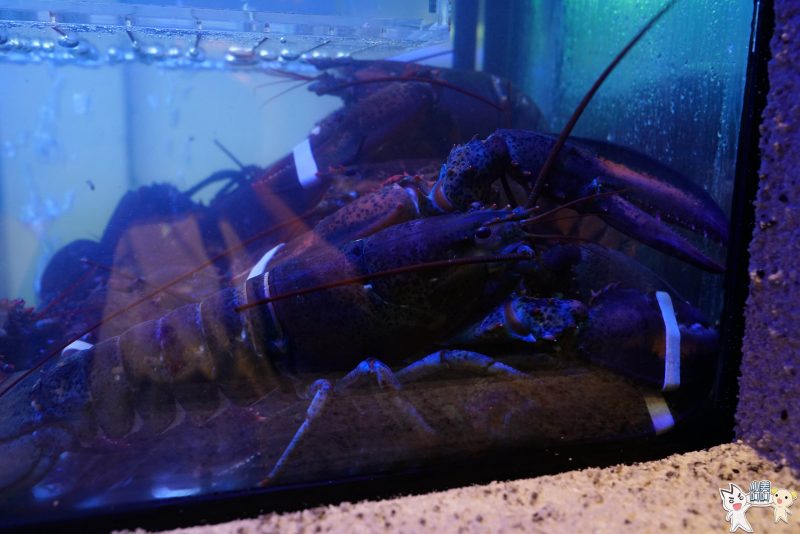 【台北美食】大初鐵板燒Teppanyaki，無菜單料理，松山文創園區│捷運市府站│預約制 - 小美叮叮-旅遊看世界