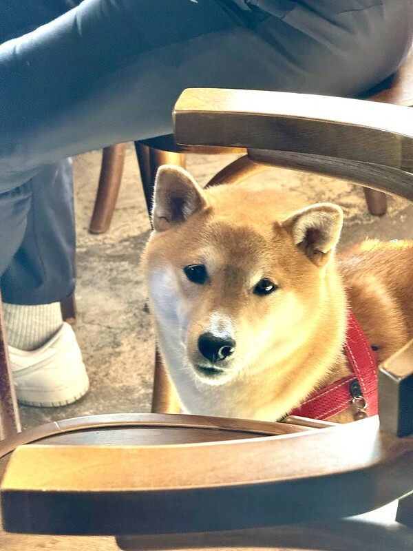 花蓮縣壽豐鄉花蓮美食｜小和山谷（PEACEFUL VALLEY）徜徉於復古懷舊的美味時光。（花蓮旅遊，壽豐美食，花蓮早午餐，花