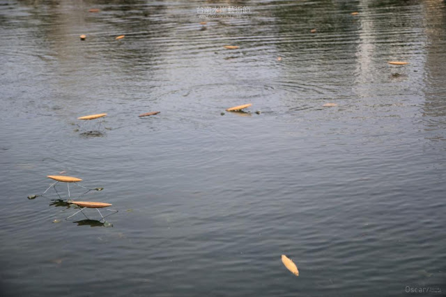 2017台南水岸藝術節-15