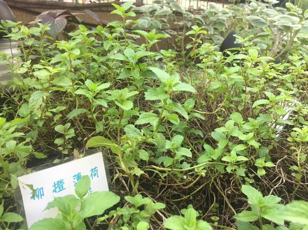 BISTRO181 法式烘焙坊：桃園龜山Bistro181 法式烘焙坊-主打健康天然麵包，採用自種植物 ，現正推出派對餐盒 ，還有法國麵包裹烤雞超吸睛!!聖誕節不用再東奔西跑