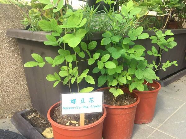 BISTRO181 法式烘焙坊：桃園龜山Bistro181 法式烘焙坊-主打健康天然麵包，採用自種植物 ，現正推出派對餐盒 ，還有法國麵包裹烤雞超吸睛!!聖誕節不用再東奔西跑