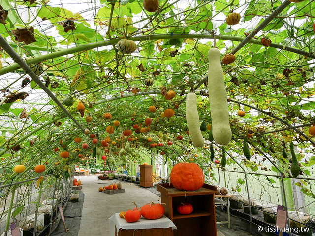 旺山休閒農場-1270080